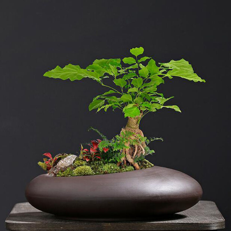 レトロ紫粘土植木鉢中国風蘭アスパラガス・ビリディス花瓶通気性 - Tagine Clay Pot のレビューと価格